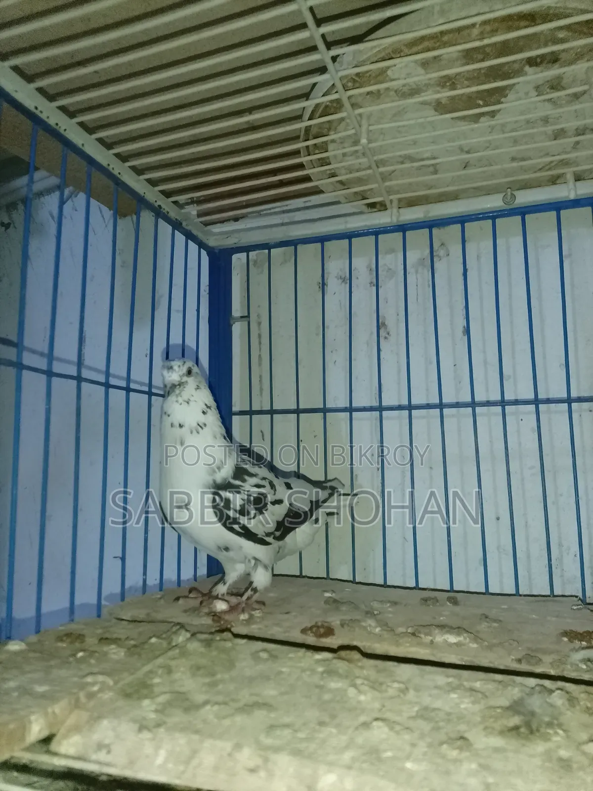 Giribaj Male Pigeon