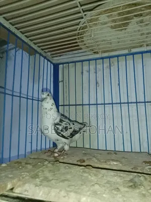 Giribaj Male Pigeon