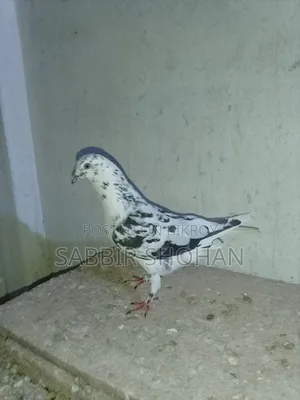 Giribaj Male Pigeon