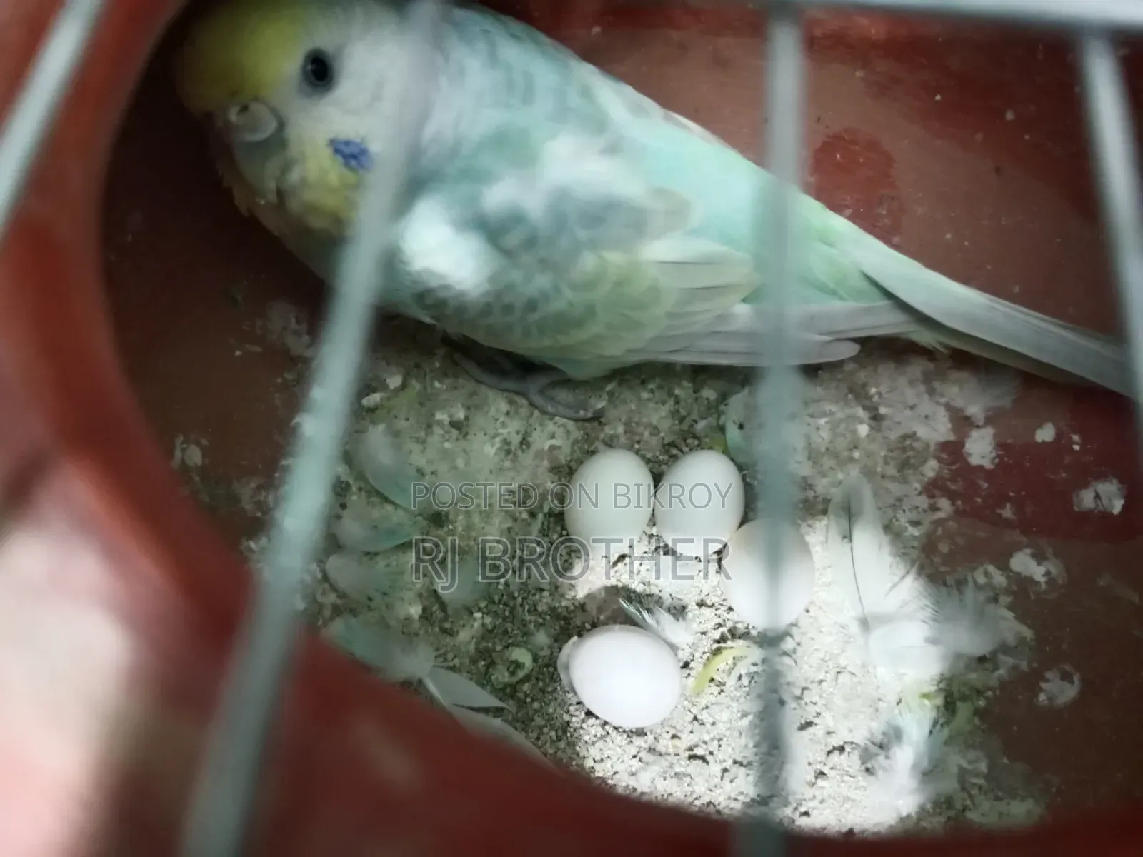 A pair of running Budgie birds with 4 eggs.
