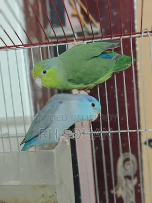 Forpus Bird / Love Bird