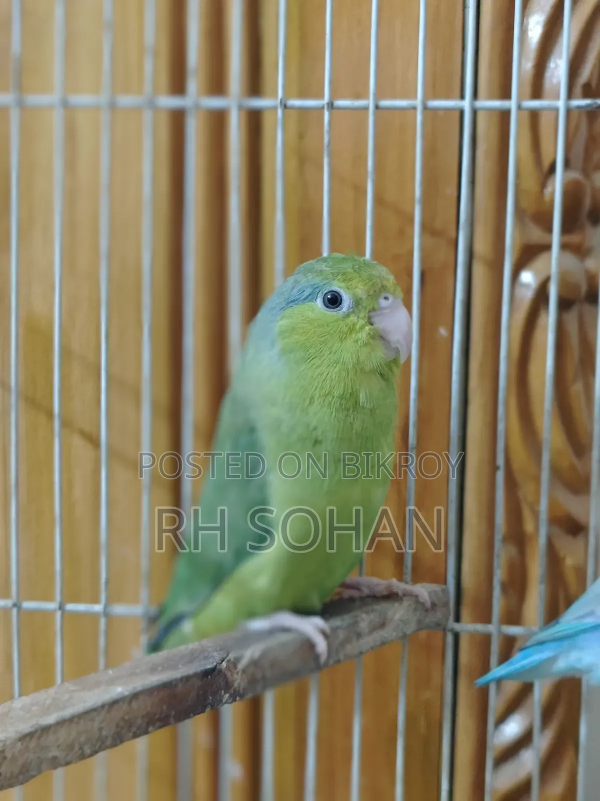 Forpus Bird / Love Bird