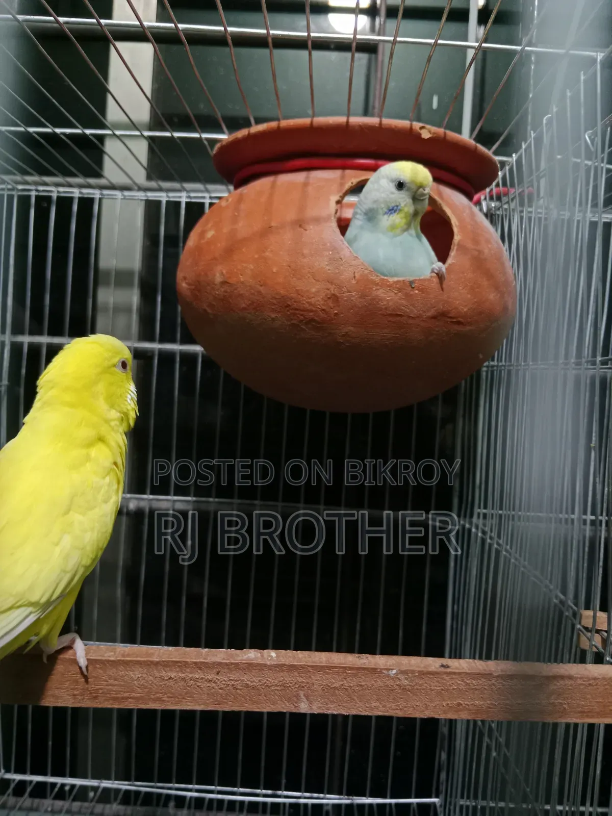 A pair of running Budgie birds with 4 eggs.