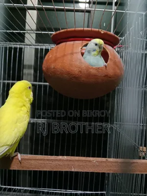 A pair of running Budgie birds with 4 eggs.