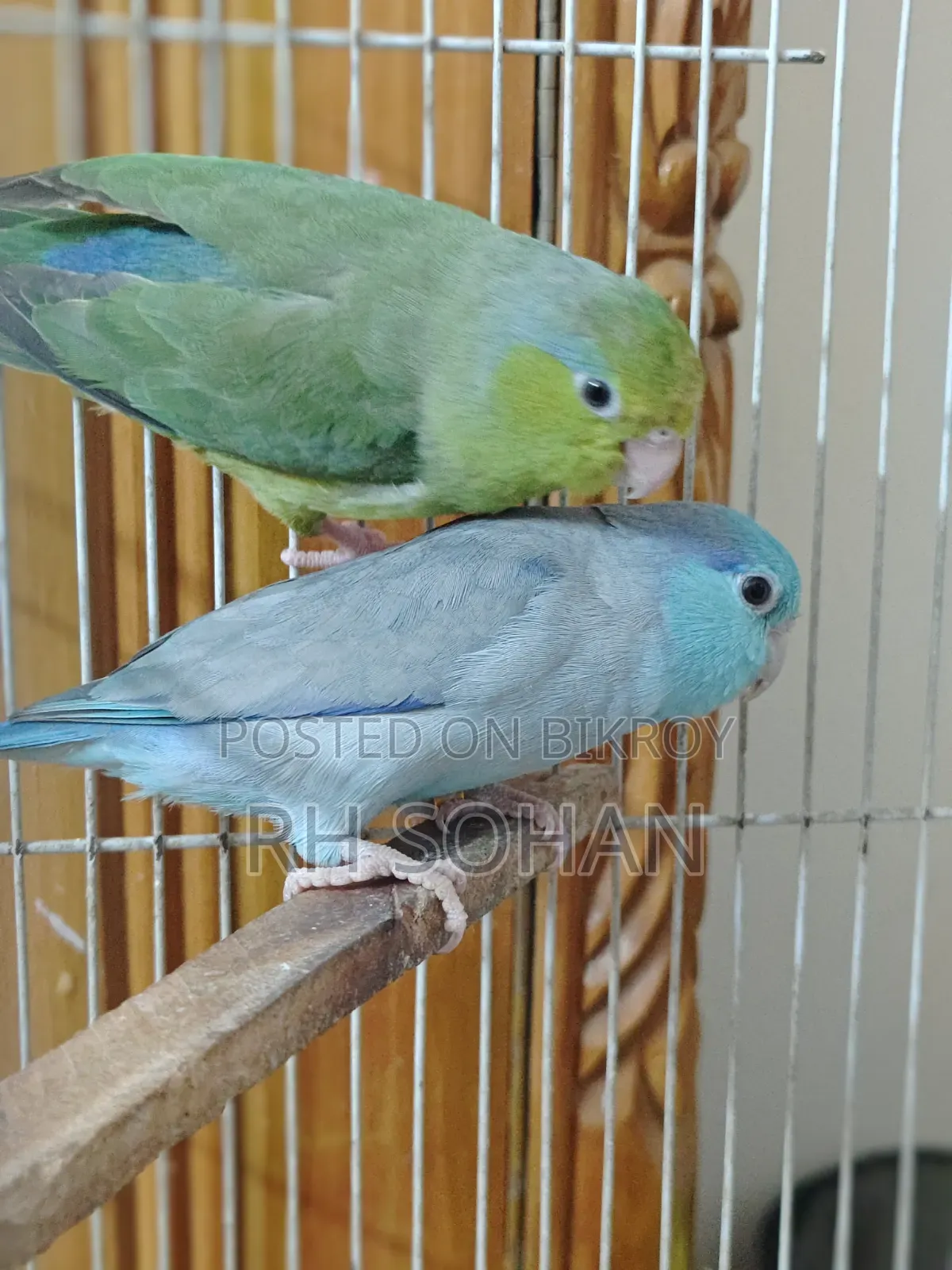 Forpus Bird / Love Bird