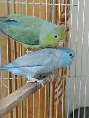 Forpus Bird / Love Bird