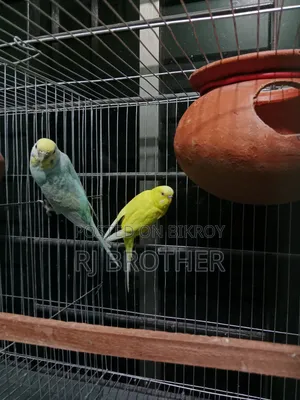 A pair of running Budgie birds with 4 eggs.