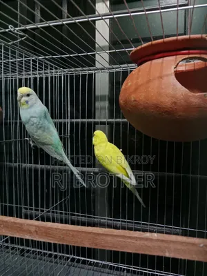 A pair of running Budgie birds with 4 eggs.