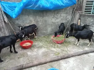 দশটি খাসি বিক্রি