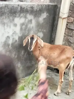 Ten Goats for Sale