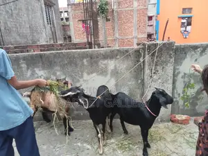 Ten Goats for Sale