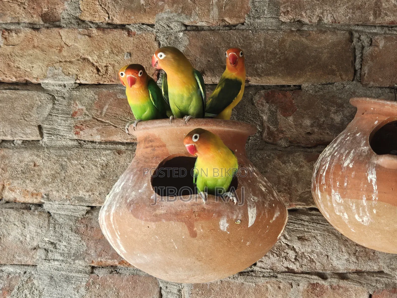 Selling some Ring Fisher Lovebirds and 2 female Cockatiels.