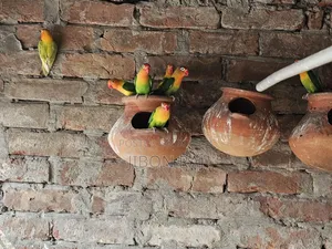 Selling some Ring Fisher Lovebirds and 2 female Cockatiels.