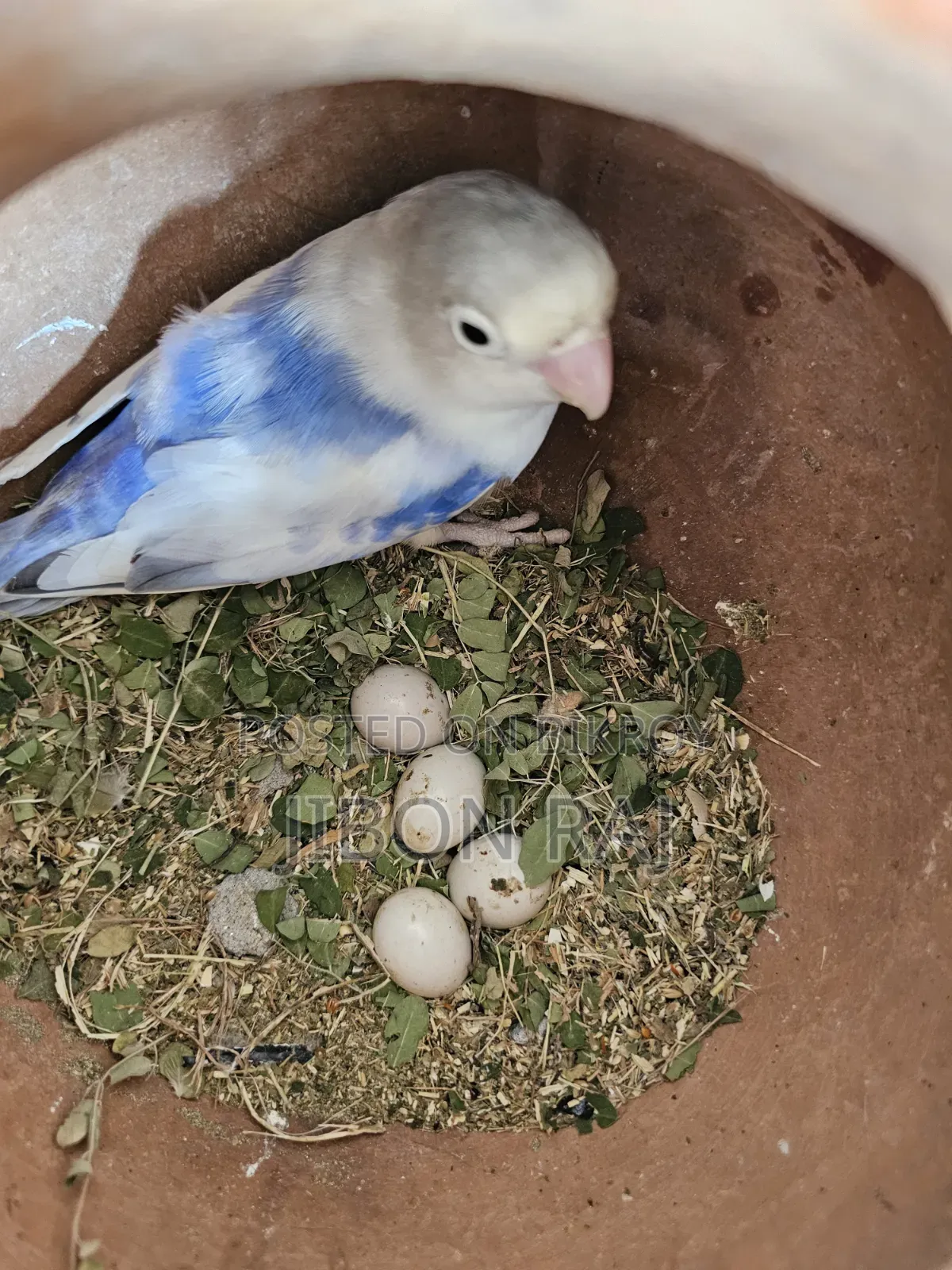 Selling some Ring Fisher Lovebirds and 2 female Cockatiels.