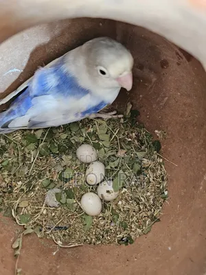 Selling some Ring Fisher Lovebirds and 2 female Cockatiels.