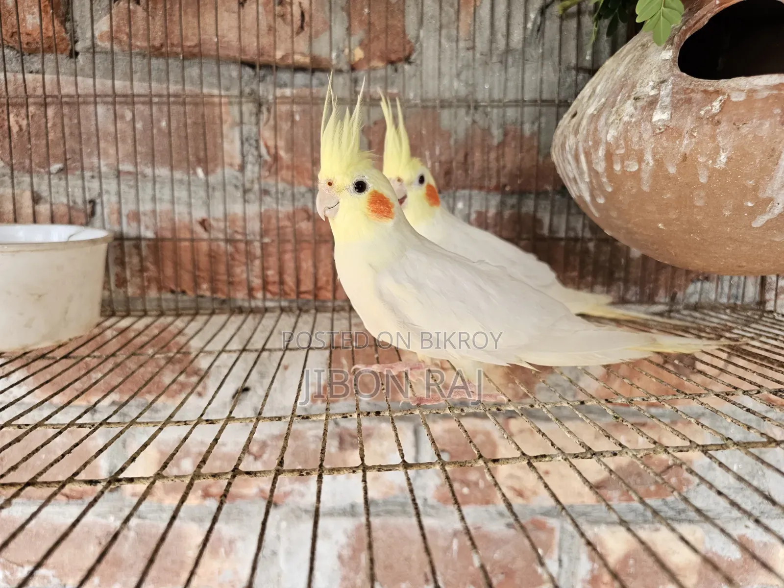 Selling some Ring Fisher Lovebirds and 2 female Cockatiels.