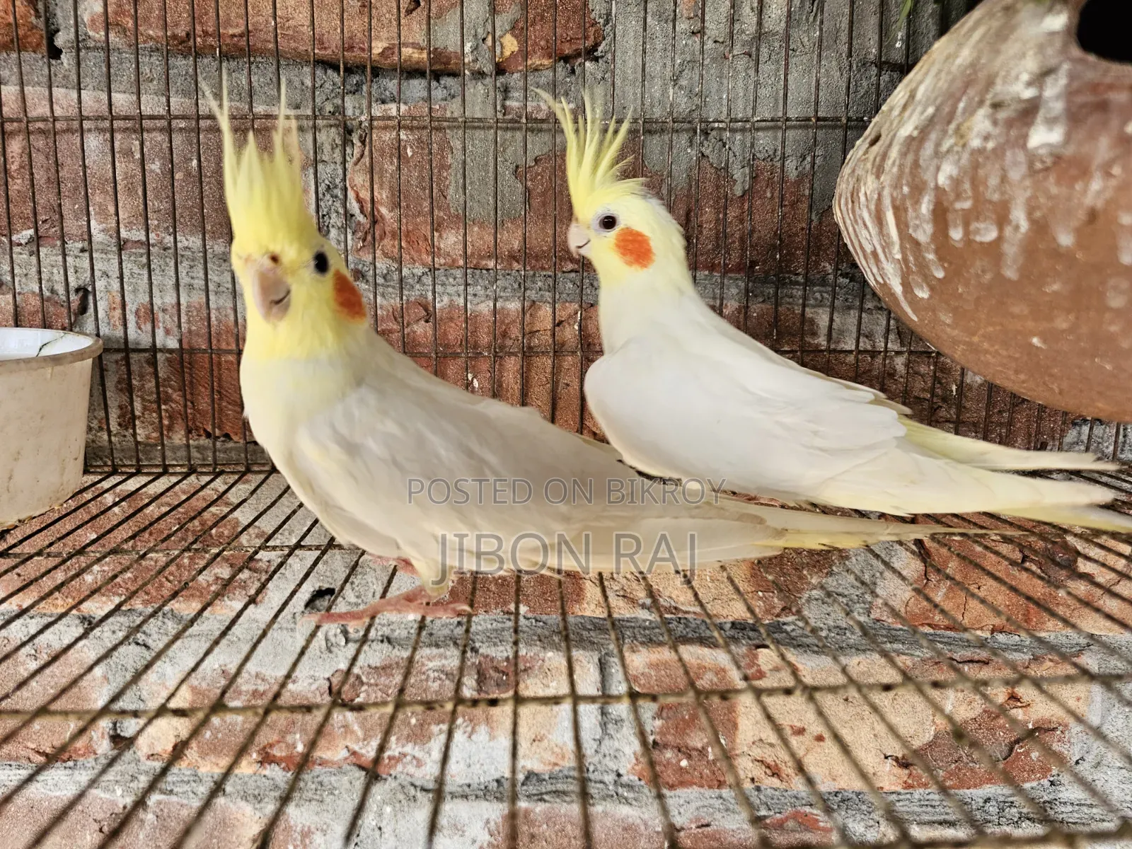 Selling some Ring Fisher Lovebirds and 2 female Cockatiels.