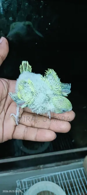 টেমসাইজ বাজ্রিগার পাখির বেবি বিক্রি
