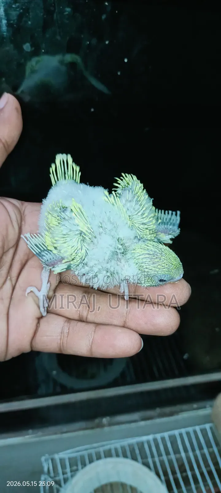 টেমসাইজ বাজ্রিগার পাখির বেবি বিক্রি