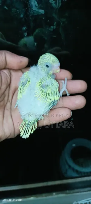 Tame-sized Budgie Bird Babies for Sale