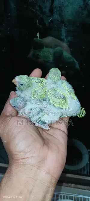 টেমসাইজ বাজ্রিগার পাখির বেবি বিক্রি
