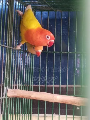 লোশন ফিমেল