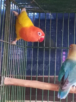 লোশন ফিমেল