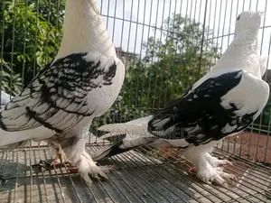 Blackless Sating -Breeding Pair All Ok