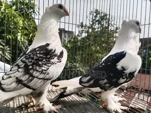 Blackless Sating -Breeding Pair All Ok