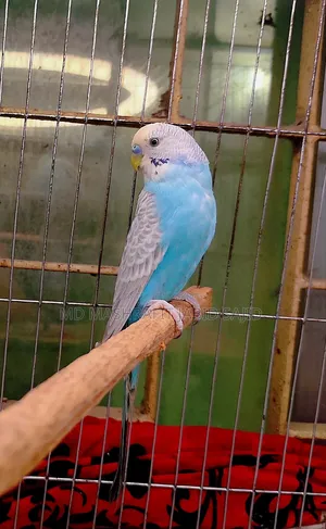 Male Budgie