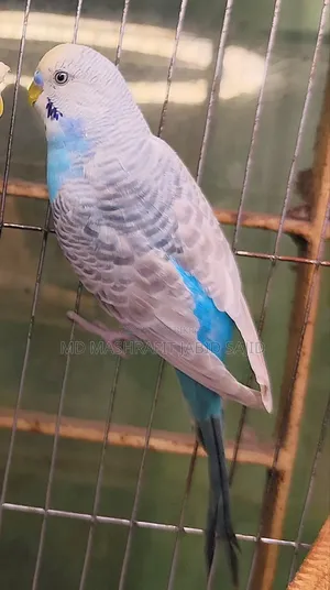 Male Budgie