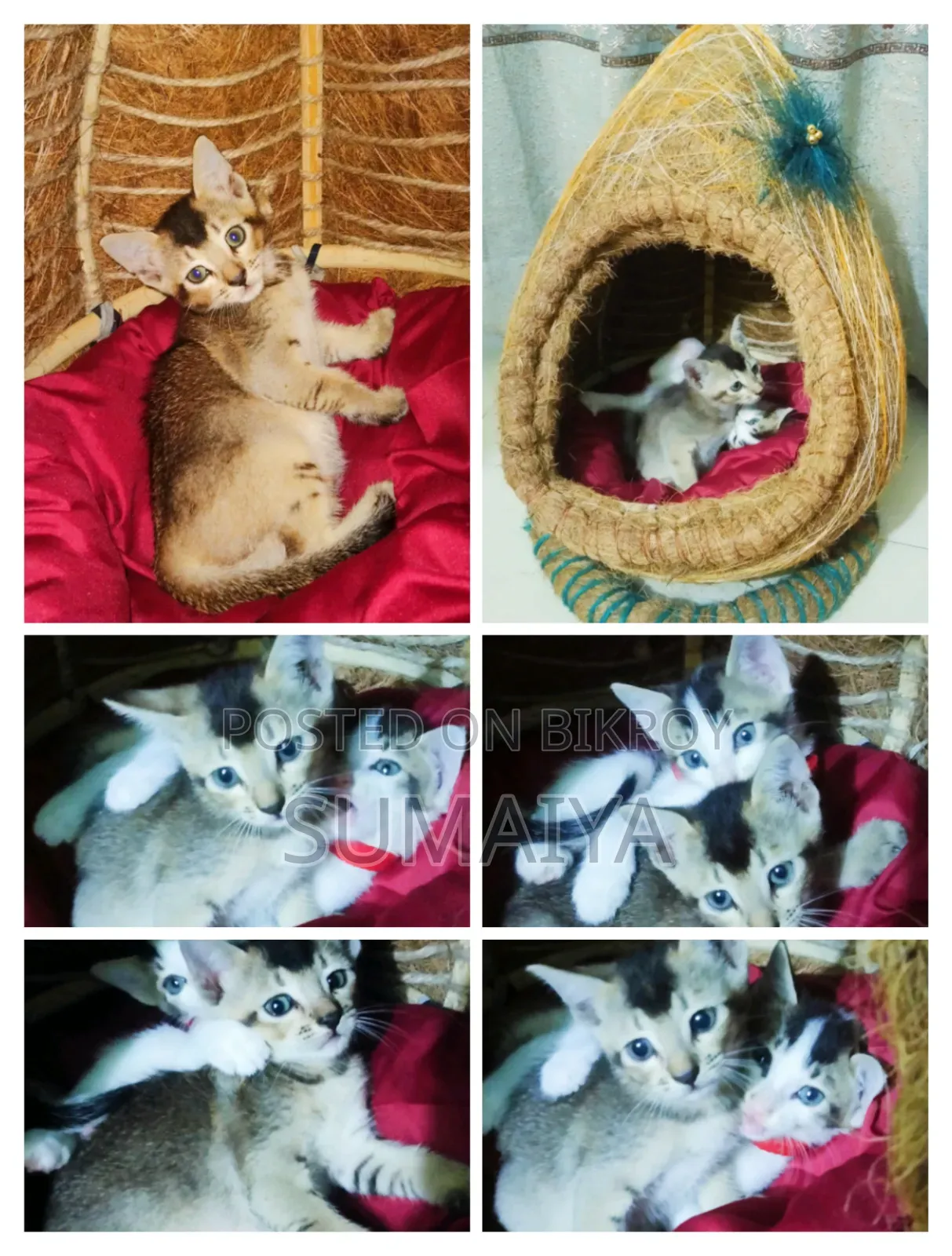 Cat House for Sell