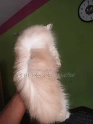1-3 Months Male Purebred Persian