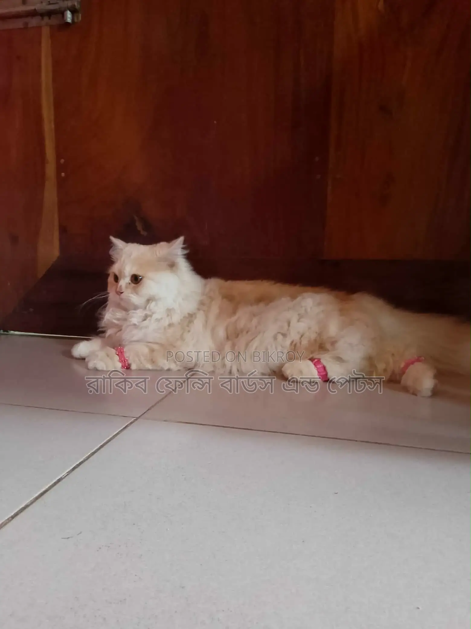 1-3 Months Male Purebred Persian