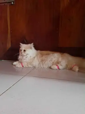 1-3 Months Male Purebred Persian