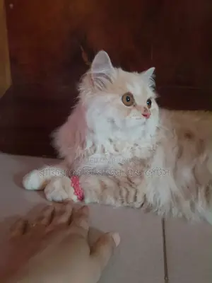 1-3 Months Male Purebred Persian