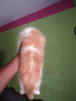 1-3 Months Male Purebred Persian