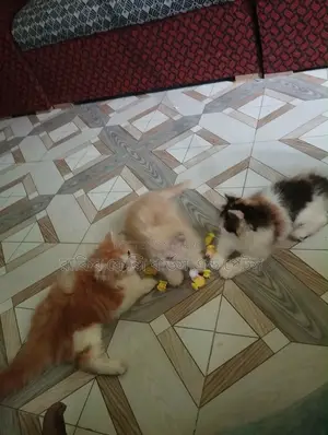 1-3 Months Male Purebred Persian