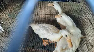 বেজিং হাঁস