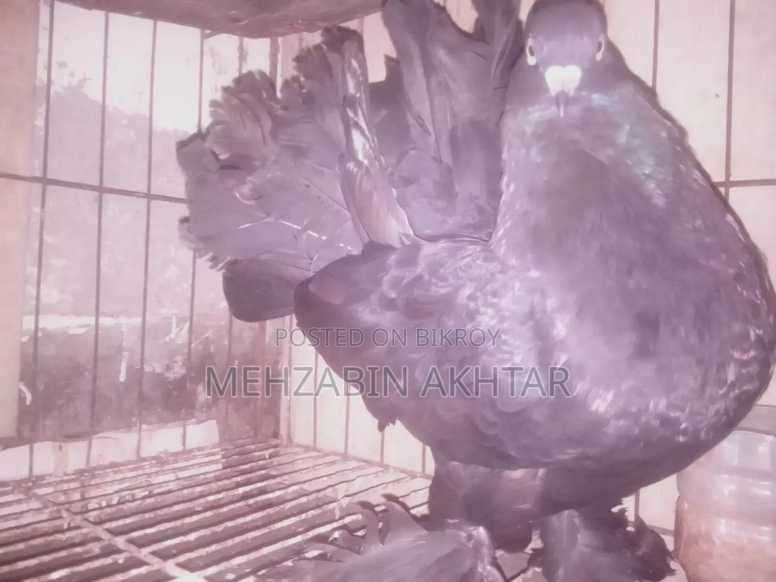 Black Lakkha Adult