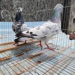 Pigeons: Giribaz, Racer, High Flyer - Delivery Not Possible