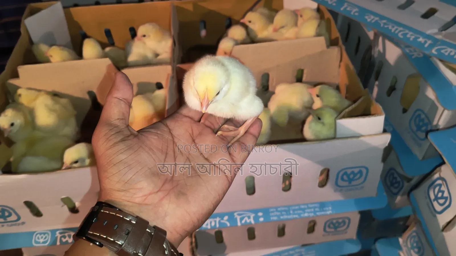 Egret Duck and Chicken Chicks for Sale!