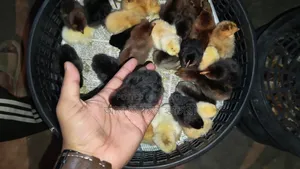 Egret Duck and Chicken Chicks for Sale!