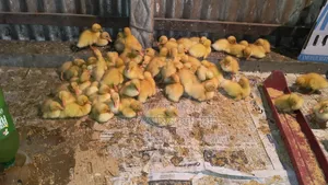 Egret Duck and Chicken Chicks for Sale!