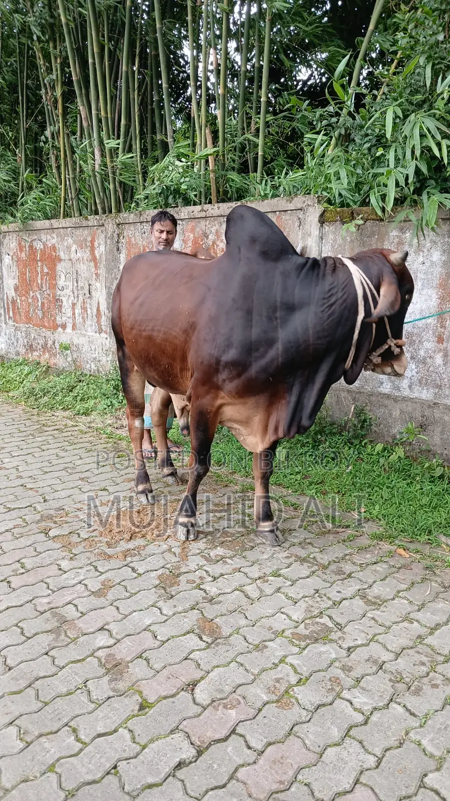 কুরবানির ষাঁড়