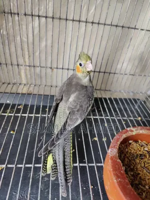 Cokatel Bird