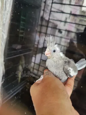 Cokatel Bird
