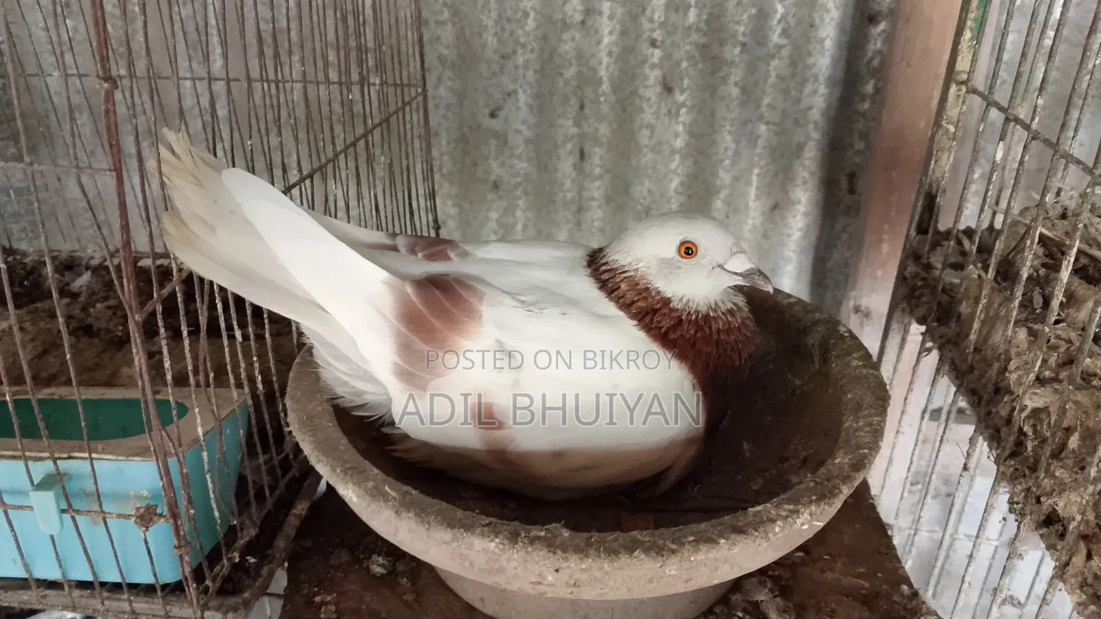 Pigeons for sale.