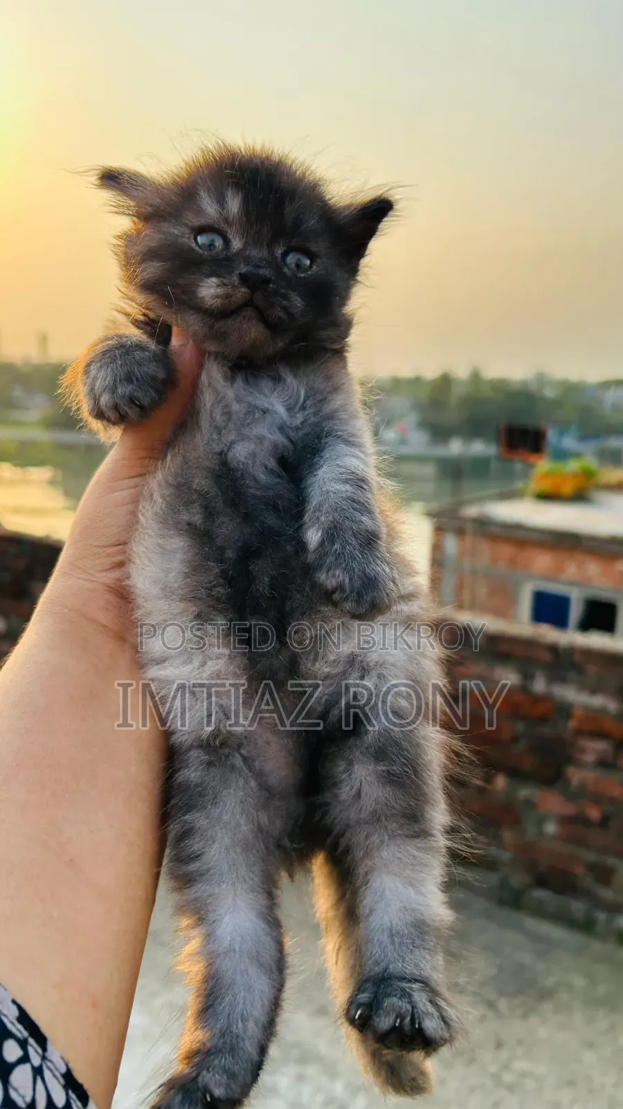 1-3 Months Female Purebred Persian
