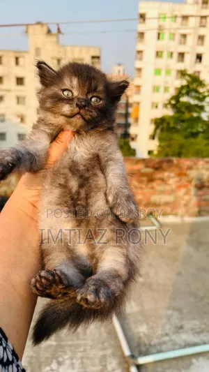 1-3 Months Female Purebred Persian